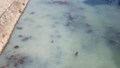 ШТА СЕ ДЕШАВА СА РЕКОМ ЂЕТИЊОМ? Забелела се вода, огласили се из еколошке инспекције ШТА СЕ ДЕШАВА СА РЕКОМ ЂЕТИЊОМ? Забелела се вода, огласили се из еколошке инспекције