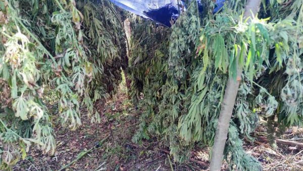 ЗАПЛЕНИЛИ 550 КИЛОГРАМА МАРИХУАНЕ: Акција притотске и нишке полиције ЗАПЛЕНИЛИ 550 КИЛОГРАМА МАРИХУАНЕ: Акција притотске и нишке полиције