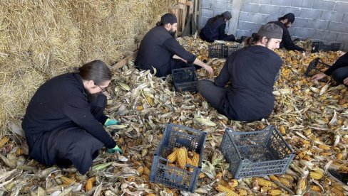 BOGU SE MOLE  I PRIVREĐUJU: Jesenji poljoprivredni radovi u svetinjama Eparhije raško-prizrenske