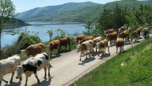 CENA DOBRA, ALI NAPLATA SPORA: Odgajivači tovnih rasa iz Srbije čekaju sertifikate za izvoz