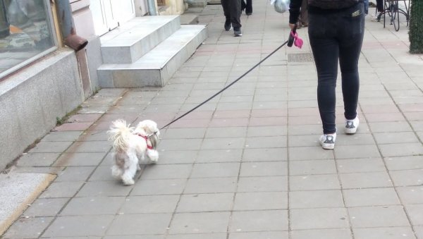 УРЕЂУЈУ ЕВИДЕНЦИЈУ: У Великом Градишту бесплатно чиповање, вакцинација и стерилизација власничких паса УРЕЂУЈУ ЕВИДЕНЦИЈУ: У Великом Градишту бесплатно чиповање, вакцинација и стерилизација власничких паса