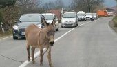 МАГАРАЦ УСПОРИО САОБРАЋАЈ: Несвакидашња сцена на Ибарској магистрали код Краљева МАГАРАЦ УСПОРИО САОБРАЋАЈ: Несвакидашња сцена на Ибарској магистрали код Краљева