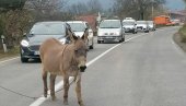 MAGARAC USPORIO SAOBRAĆAJ: Nesvakidašnja scena na Ibarskoj magistrali kod Kraljeva