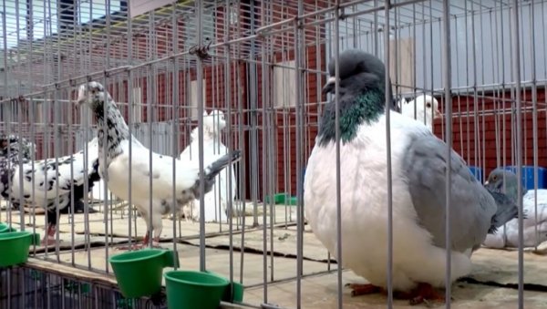 ПРЕД СОМБОРЦИМА 2.500 ЕКСПОНАТА: Почиње 48. Међународни сајам перадарства ПРЕД СОМБОРЦИМА 2.500 ЕКСПОНАТА: Почиње 48. Међународни сајам перадарства