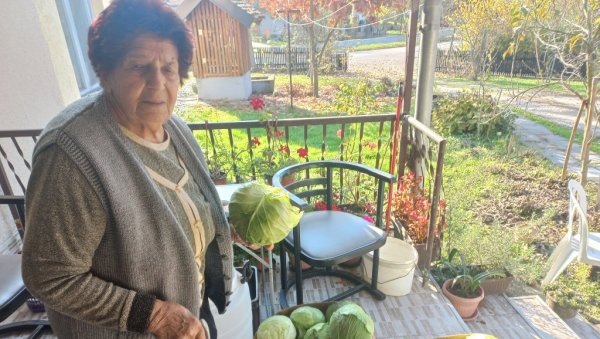 У ЈАДРУ КУПУС ПОНЕО КАО НИКАД: Цена дупло нижа него прошле године У ЈАДРУ КУПУС ПОНЕО КАО НИКАД: Цена дупло нижа него прошле године