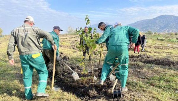 САМИ ПРОИЗВОДЕ ДРВЕЋЕ ЗА РАСАД: У Вршцу планирано пошумљавање са 8.000 садница САМИ ПРОИЗВОДЕ ДРВЕЋЕ ЗА РАСАД: У Вршцу планирано пошумљавање са 8.000 садница