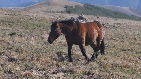 GOSPODARI PLANINE: Poludivlji konji na Stolovima poviše Kraljeva (FOTO) GOSPODARI PLANINE: Poludivlji konji na Stolovima poviše Kraljeva (FOTO)