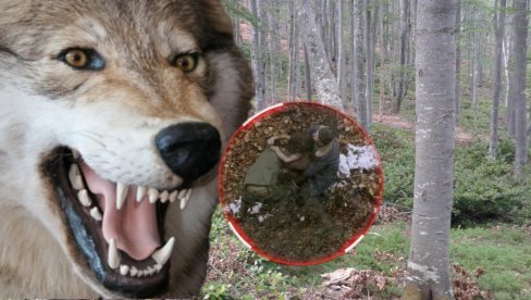 MISTERIJA DIVLJEG DETETA IZ BOSNE: Odraslo među vukovima, lovci ga našli u šumu kako ide četvoronoške i REŽI