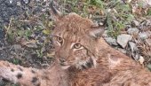 РИСТА СЕ ВРАЋА У ПРИРОДУ: Излечени рис од петка поново у Националном парку Ђердап РИСТА СЕ ВРАЋА У ПРИРОДУ: Излечени рис од петка поново у Националном парку Ђердап