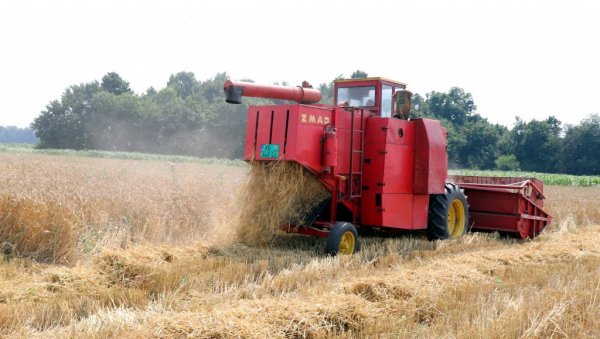 ИТАЛИЈАНИ СИГУРНИ КУПЦИ: Род пшенице био 3.113.085 тона, а зрно бољег квалитета него раније ИТАЛИЈАНИ СИГУРНИ КУПЦИ: Род пшенице био 3.113.085 тона, а зрно бољег квалитета него раније