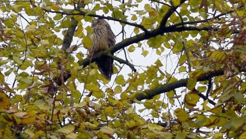 NAJBOLJI ČUVARI SOVA: Ornitolozi brojali ptice u Kikindi, gradu koji im je najveće urbano zimovalište