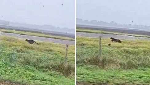 ZALEDIO SAM SE, U DVE SEKUNDE ISTRČAO JE 30 METARA Andrej je danas snimio pantera kod Feketića - Video sam čudne tragove na njivi (VIDEO) ZALEDIO SAM SE, U DVE SEKUNDE ISTRČAO JE 30 METARA Andrej je danas snimio pantera kod Feketića - Video sam čudne tragove na njivi (VIDEO)