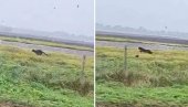 ZALEDIO SAM SE, U DVE SEKUNDE ISTRČAO JE 30 METARA Andrej je danas snimio pantera kod Feketića - Video sam čudne tragove na njivi (VIDEO)