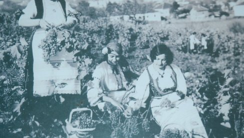 SRPSKA PRESTONICA BERBE: U ovom gradu proizvode vino još od 12. veka (FOTO) SRPSKA PRESTONICA BERBE: U ovom gradu proizvode vino još od 12. veka (FOTO)