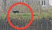 PANTER JE TU NEGDE! U Mađaršoru uspaničeni posle snimka raskomadanog psa na izletištu PANTER JE TU NEGDE! U Mađaršoru uspaničeni posle snimka raskomadanog psa na izletištu