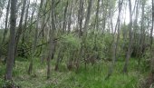 ПРОДАЈУ 22 ШУМЕ ЗА ГРАДЊУ СТАНОВА И ЛОКАЛА: Велико Градиште организује јавно надметање ПРОДАЈУ 22 ШУМЕ ЗА ГРАДЊУ СТАНОВА И ЛОКАЛА: Велико Градиште организује јавно надметање
