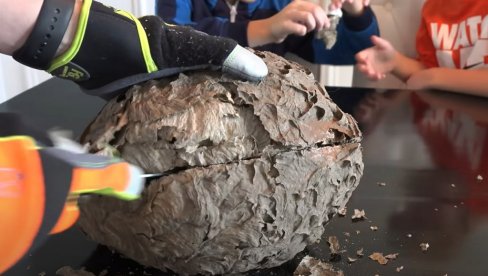 PRESEKLI OSINJAK: Šta su otac i sin zatekli unutra (VIDEO) PRESEKLI OSINJAK: Šta su otac i sin zatekli unutra (VIDEO)