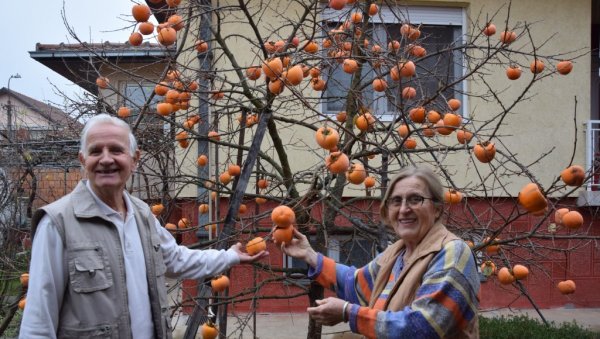 ЛЕКОВИТА КАКИ ЈАБУКА РАСТЕ И У ЋУПРИЈИ: Десет година старо стабло дало 200 кг воћа, а ево како се спрема и једе (ФОТО) ЛЕКОВИТА КАКИ ЈАБУКА РАСТЕ И У ЋУПРИЈИ: Десет година старо стабло дало 200 кг воћа, а ево како се спрема и једе (ФОТО)