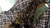 ТАЈНА ОСТАЛА У ГРОБУ: Истрага о сумњивој смрти Петра Гајића, рођаци траже есхумацију ТАЈНА ОСТАЛА У ГРОБУ: Истрага о сумњивој смрти Петра Гајића, рођаци траже есхумацију