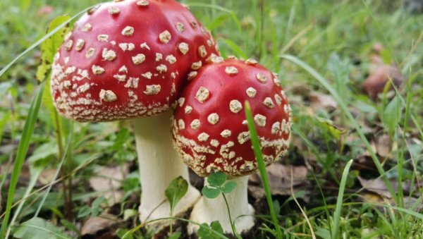 ТРИ ОСОБЕ УМРЛЕ ЗБОГ ОТРОВНИХ ПЕЧУРАКА: Десетинама позлило у Калифорнији