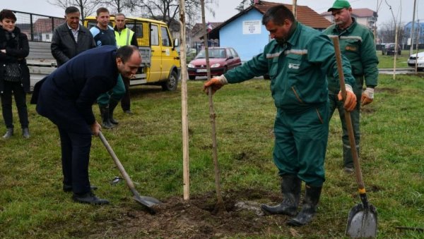 ЗАСАЂЕНИ ЈАВОРИ И БРЕЗЕ Краљево оплемењено новим садницама (ФОТО) ЗАСАЂЕНИ ЈАВОРИ И БРЕЗЕ Краљево оплемењено новим садницама (ФОТО)