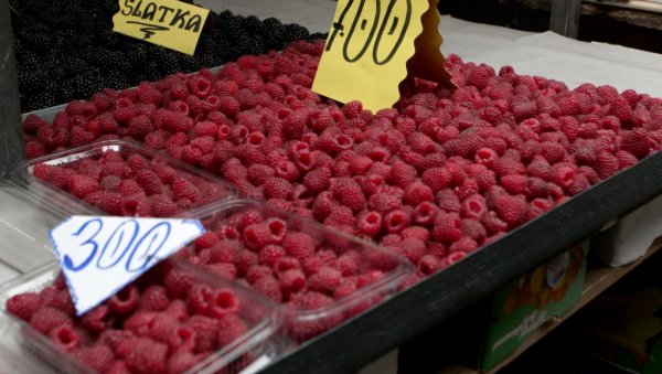 МАЛИНАРИМА ИСПЛАТИЛИ ТЕК ПОЛОВИНУ ПАРА: Произвођачи црвеног злата жале се да нису добили сав новац за предати род МАЛИНАРИМА ИСПЛАТИЛИ ТЕК ПОЛОВИНУ ПАРА: Произвођачи црвеног злата жале се да нису добили сав новац за предати род