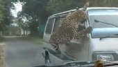 LEOPARD NAPRAVIO HAOS U INDIJI: Povređeno 15 osoba, stručnjaci istražuju uzrok besnila životinje (VIDEO)