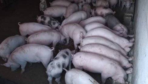 POMAMA ZA JAGANJCIMA I PRASIĆIMA PRED VASKRS: Detaljni cenovnik na stočnim pijacama POMAMA ZA JAGANJCIMA I PRASIĆIMA PRED VASKRS: Detaljni cenovnik na stočnim pijacama