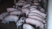 ПОМАМА ЗА ЈАГАЊЦИМА И ПРАСИЋИМА ПРЕД ВАСКРС: Детаљни ценовник на сточним пијацама ПОМАМА ЗА ЈАГАЊЦИМА И ПРАСИЋИМА ПРЕД ВАСКРС: Детаљни ценовник на сточним пијацама