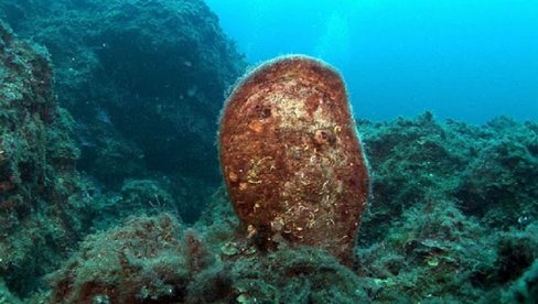 MORSKA SVILA OD PALASTURE: Jedinstvena, zlatna tkanina dar neugledne, danas ugrožene školjke (FOTO) MORSKA SVILA OD PALASTURE: Jedinstvena, zlatna tkanina dar neugledne, danas ugrožene školjke (FOTO)