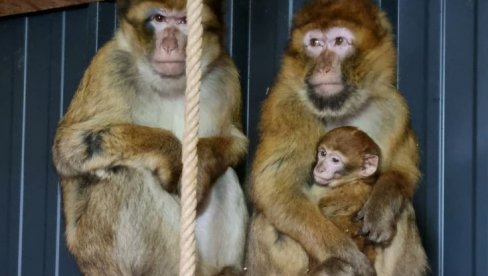 OBORENA TEOREMA BESKONAČNOG MAJMUNA: Nemoguća čak i ako šimpanze budu živele večno OBORENA TEOREMA BESKONAČNOG MAJMUNA: Nemoguća čak i ako šimpanze budu živele večno