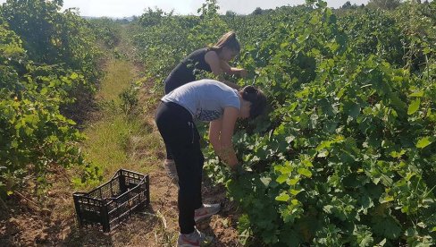VINOGRADARIMA SUBVENCIJE OD DRŽAVE: Rok za prijave do 20. jula VINOGRADARIMA SUBVENCIJE OD DRŽAVE: Rok za prijave do 20. jula