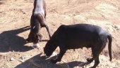 ZAKLALI 28 KOZA: U Selu Rakovica tri vlasnička psa napravila pokolj na dve farme ZAKLALI 28 KOZA: U Selu Rakovica tri vlasnička psa napravila pokolj na dve farme