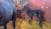 POTOMAK ČUVENOG JEJLA DOŠAO NA SVET: Prvo ovogodišnje ždrebe u ergeli „LJubičevo“ POTOMAK ČUVENOG JEJLA DOŠAO NA SVET: Prvo ovogodišnje ždrebe u ergeli „LJubičevo“