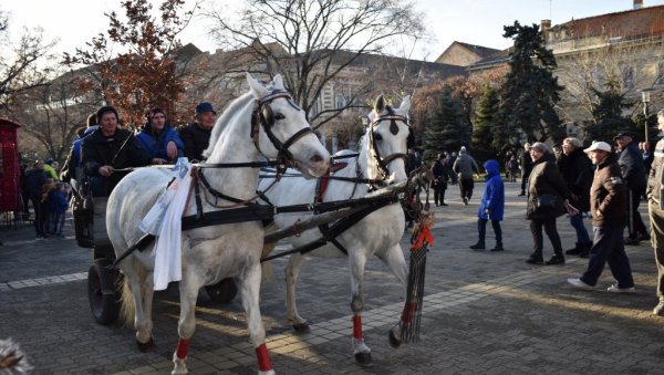 ТРАДИЦИЈА У КИКИНДИ, КОЊАНИЦИ ДОНЕЛИ БАДАЊАК: Дрво запаљено у граду код две цркве и у селима (ФОТО) ТРАДИЦИЈА У КИКИНДИ, КОЊАНИЦИ ДОНЕЛИ БАДАЊАК: Дрво запаљено у граду код две цркве и у селима (ФОТО)