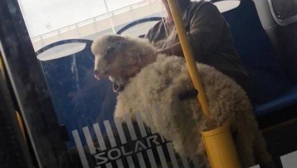 ГСП СЕ ПРЕТВОРИО У ЗОО ВРТ: Ево које животиње су се све нашле у градском превозу, а неке од њих су биле и печене (ФОТО) ГСП СЕ ПРЕТВОРИО У ЗОО ВРТ: Ево које животиње су се све нашле у градском превозу, а неке од њих су биле и печене (ФОТО)