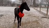 КИНЕЗИ КЛОНИРАЛИ КОЊА: Спремају ждребе за Олимпијске игре 2028. године (ВИДЕО) КИНЕЗИ КЛОНИРАЛИ КОЊА: Спремају ждребе за Олимпијске игре 2028. године (ВИДЕО)