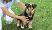 UGINULA KERUŠA MILA: Društvo za zaštitu životinja i prirode Đurđevo objavilo vest o legendarnom psu