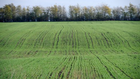 U KAKVOM JE STANJU PŠENICA: Stručnjak rekao da nema razloga za brigu i dao preporuku proizvođačima