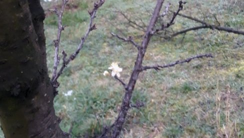 УЛОГ 100 ЕВРА, ПРОФИТ ЗА САМО 20 ДАНА: Два воћара поделила своја искуства - Више о воћки коју одавно знате