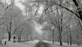 SLIKA DANA: Snežna čarolija na Košutnjaku  (FOTO)