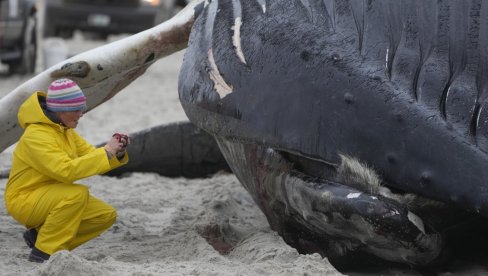 NISU IH SAMO JELI Otkriveno: LJudi koristili ostatke kitova kao oruđe (FOTO)