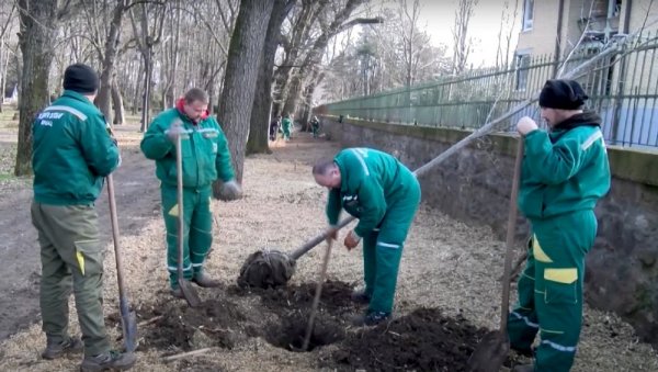 НОВО ДРВЕЋЕ ПОСЛЕ 75 ГОДИНА: Градски парк у Вршцу подмлађују са 148 стабала НОВО ДРВЕЋЕ ПОСЛЕ 75 ГОДИНА: Градски парк у Вршцу подмлађују са 148 стабала