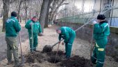 НОВО ДРВЕЋЕ ПОСЛЕ 75 ГОДИНА: Градски парк у Вршцу подмлађују са 148 стабала НОВО ДРВЕЋЕ ПОСЛЕ 75 ГОДИНА: Градски парк у Вршцу подмлађују са 148 стабала