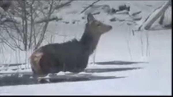 КОШУТА ЗАРОБЉЕНА У ЛЕДЕНОЈ ВОДИ: На Биоградском језеру чувар животињу спасао сигурне смрти (ВИДЕО) КОШУТА ЗАРОБЉЕНА У ЛЕДЕНОЈ ВОДИ: На Биоградском језеру чувар животињу спасао сигурне смрти (ВИДЕО)