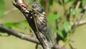 CVRČAK RAZVIJA VOJNU STELT TEHNOLOGIJU: Čestice kojima se oblaže insekt čine - nevidljivim