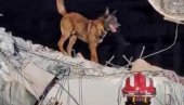 SRPSKI PAS HEROJ: Zigi je nanjušio živu osobu pod ruševinama u Turskoj (FOTO) SRPSKI PAS HEROJ: Zigi je nanjušio živu osobu pod ruševinama u Turskoj (FOTO)