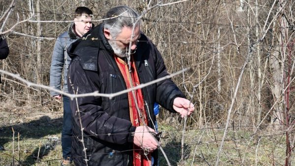 НЕК СЕ ТОЧИ РАЈАЧКА БАГРИНА: Свети Трифун обележен у надалеко чувеном винском насељу (ФОТО) НЕК СЕ ТОЧИ РАЈАЧКА БАГРИНА: Свети Трифун обележен у надалеко чувеном винском насељу (ФОТО)