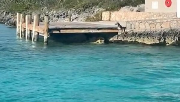 ПАС НАЈУРИО АЈКУЛУ ОД ЧЕТИРИ МЕТРА: Скочио у воду и покушао да је уплаши (ВИДЕО) ПАС НАЈУРИО АЈКУЛУ ОД ЧЕТИРИ МЕТРА: Скочио у воду и покушао да је уплаши (ВИДЕО)