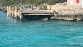 ПАС НАЈУРИО АЈКУЛУ ОД ЧЕТИРИ МЕТРА: Скочио у воду и покушао да је уплаши (ВИДЕО) ПАС НАЈУРИО АЈКУЛУ ОД ЧЕТИРИ МЕТРА: Скочио у воду и покушао да је уплаши (ВИДЕО)